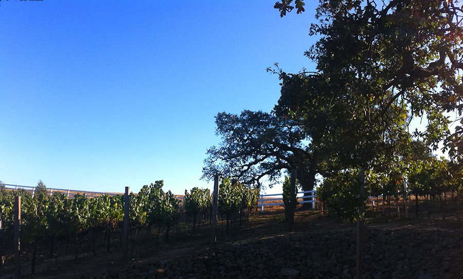 #SigHomesAdventures – Livermore Valley Wine Country