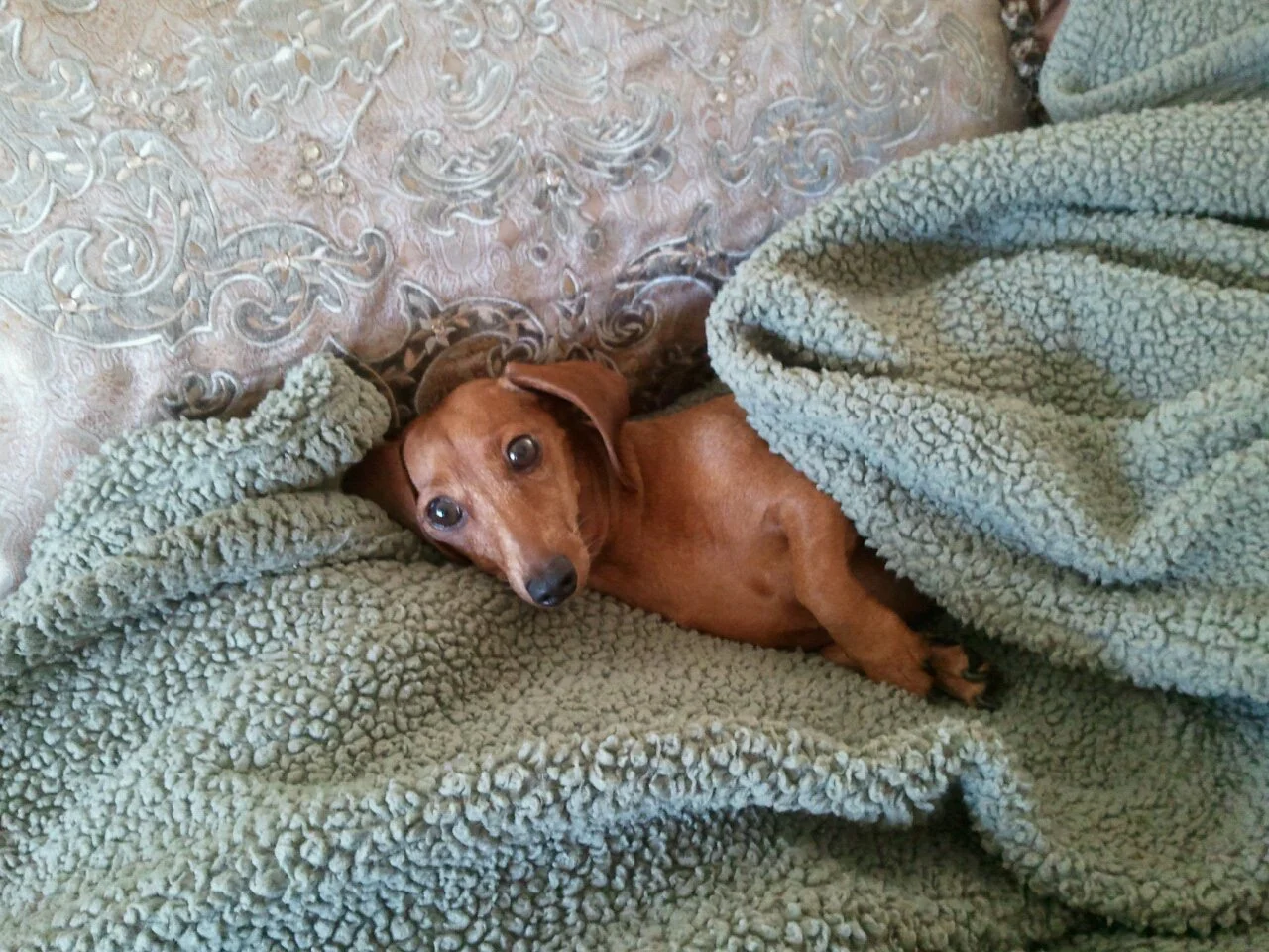 A dachshund wrapped up in blankets