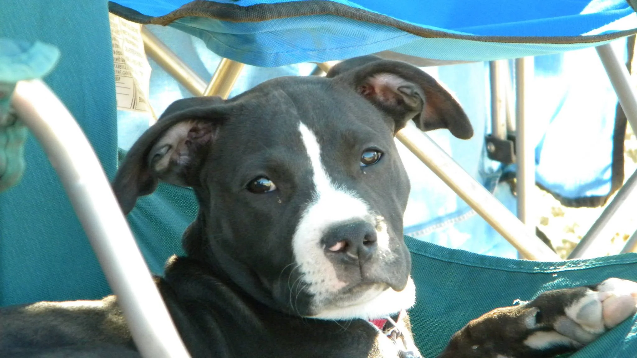 A black and white dog