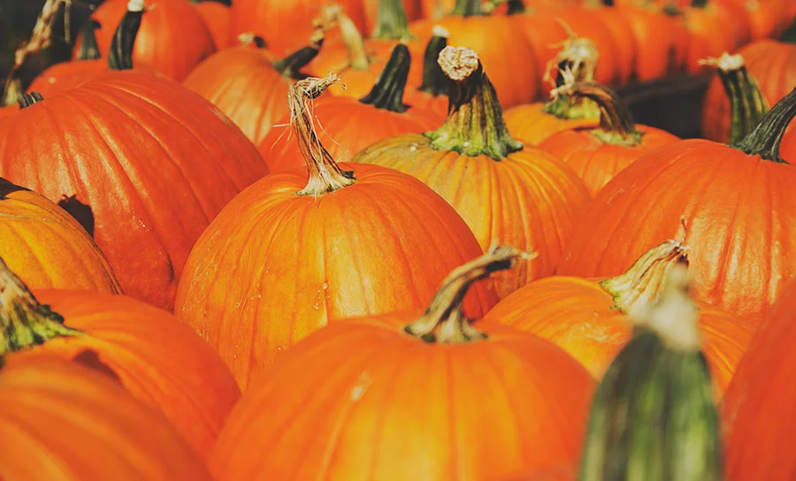 Halloween Made Easy – No Carve Pumpkins