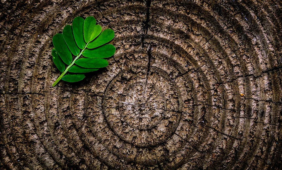 Go Green for Spring