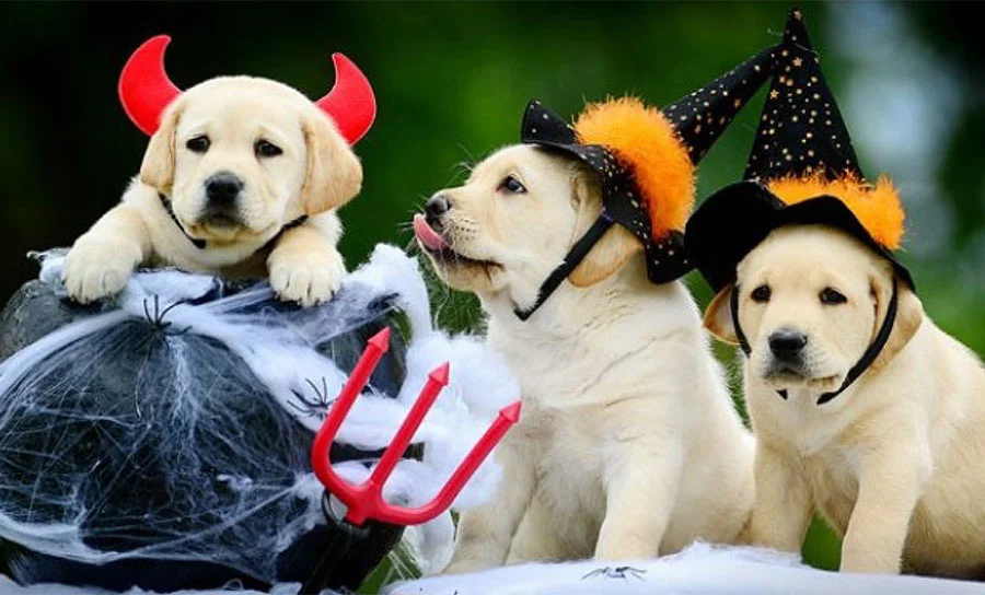 3rd Annual Howl-o-Ween Pet Costume Photo Contest