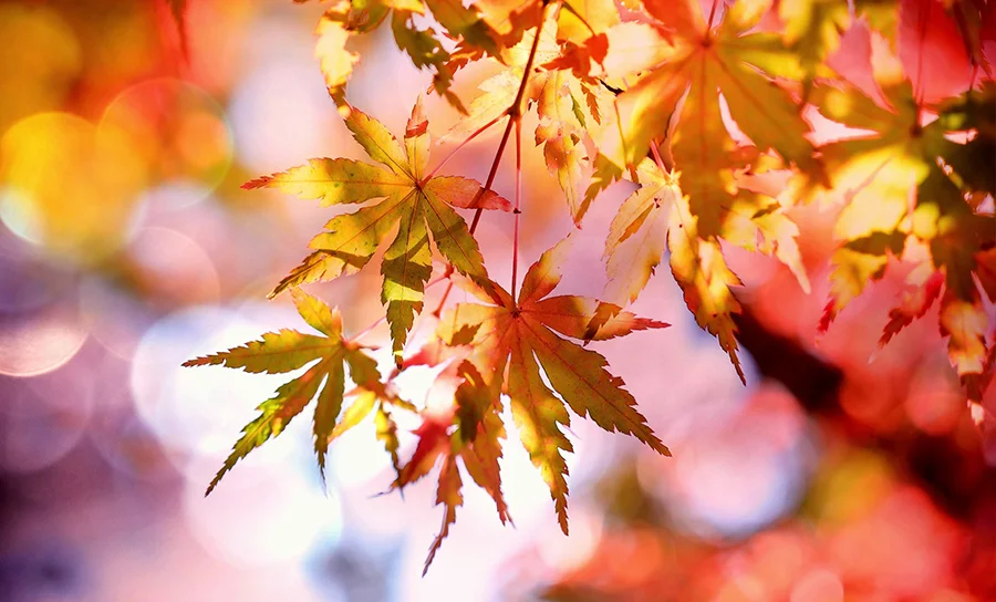 Create a Cozy Space for Fall
