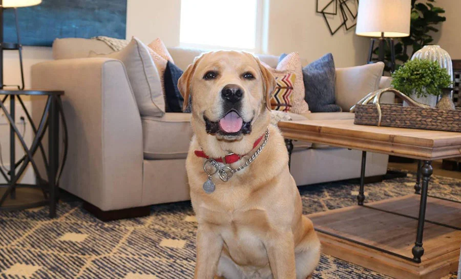 Meet Bentley, Signature Homes’ Mascot